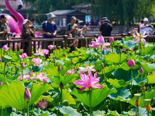 北京老旧小区改造抗震加固（北京老旧小区抗震加固技术难点老旧小区改造后居民满意度）